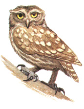 238.   - Athene noctua