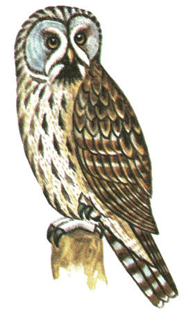 239.   - Strix nebulosa