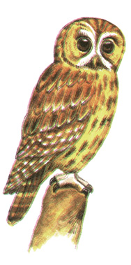 240.   - Strix aluco