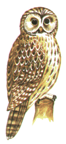 241.   - Strix uralensis