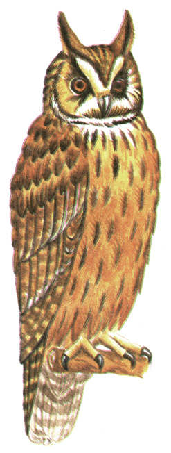 242.   - Asio otus