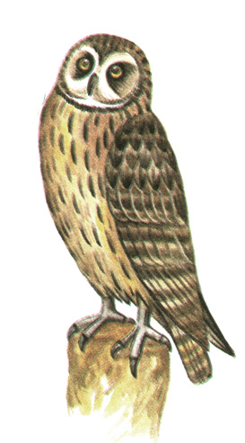 243.   - Asio flammeus