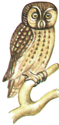244.   - Aegolius funereus