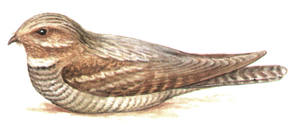 246.  - Caprimulgus europaeus