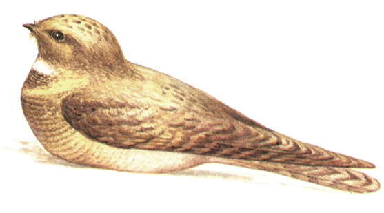 247.   - Caprimulgus aegyptius