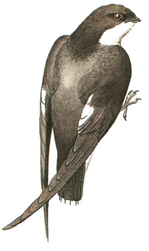 248.  - Hirundapus caudacutus