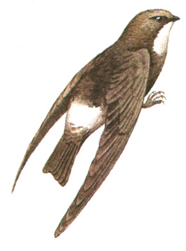 252.   - Apus affinis
