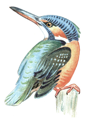 253.   - Alcedo attiis