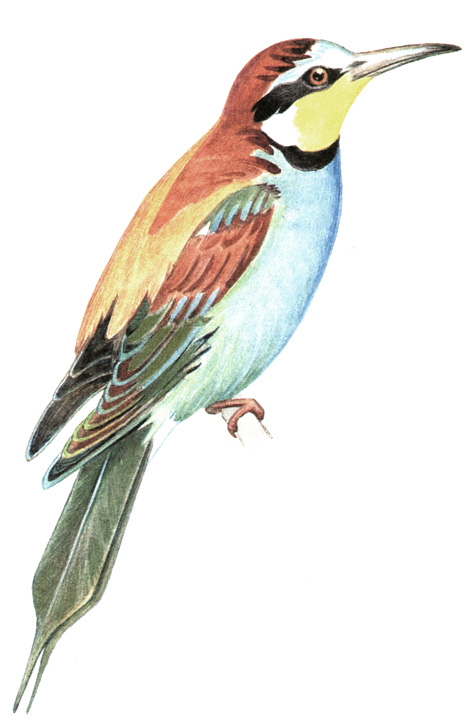254.   - Merops apiaster
