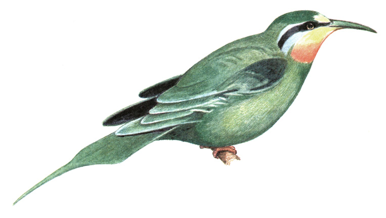255.   - Merops superciliosus
