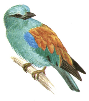 256.  - Coracias garrulus