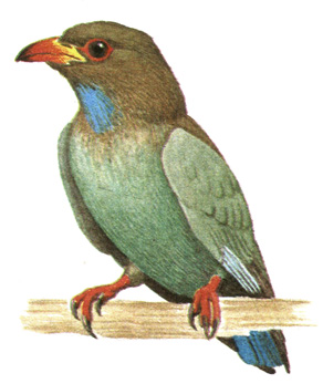 257.  - Eurystomus orientalis