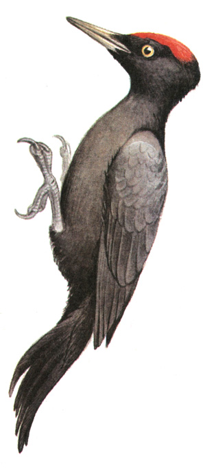 260.  - Dryocopus martius