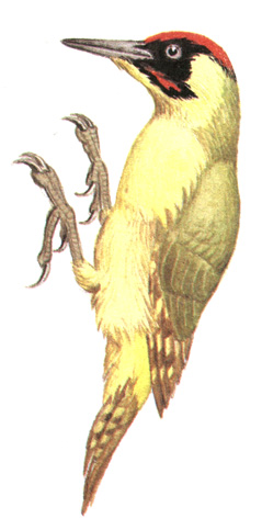 261.   - Picus viridis