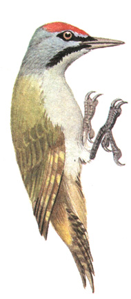262.   - Picus canus