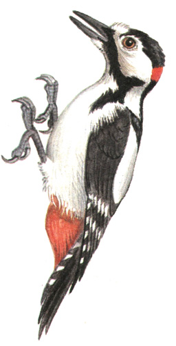 263.    - Dendrocopos major