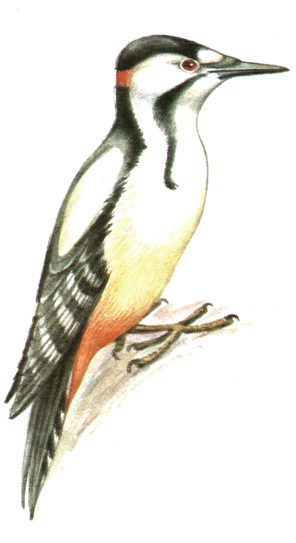 265.   - Dendrocopos syriacus