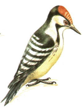 266.    - Dendrocopos minor