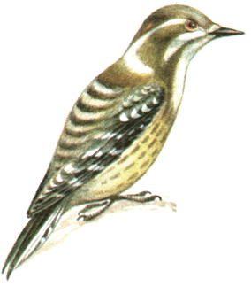 268.    - Yungipicus kizuki