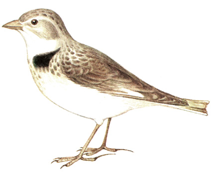 271.   - Melanocorypha calandra
