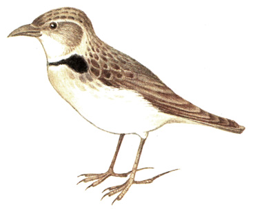 272.   - Melanocorypha bimaculata