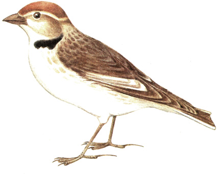 273.   - Melanocorypha mongolica