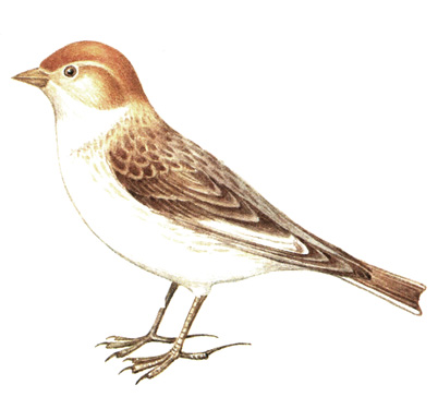 274.   - Melanocorypha leucoptera