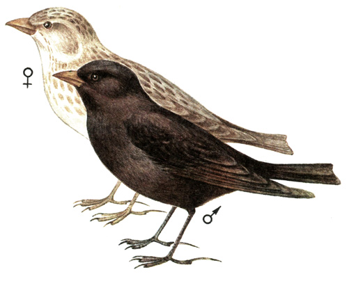 275.   - Melanocorypha yeltoniensis