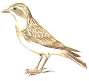 276.   - Calandrella cinerea