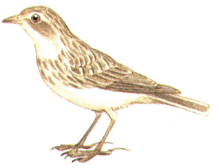 277.   - Calandrella rufescens