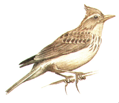 278.   - Galerida cristata
