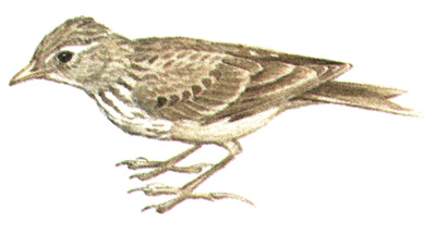 280.   - Alauda arvensis