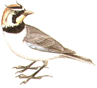 281.   - Eremophila alpestris