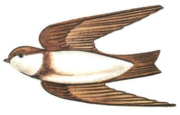 282.   - Riparia riparia