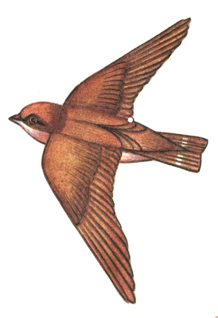 283.   - Ptyonoprogne rupestris