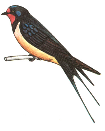 284.   - Hirundo rustica