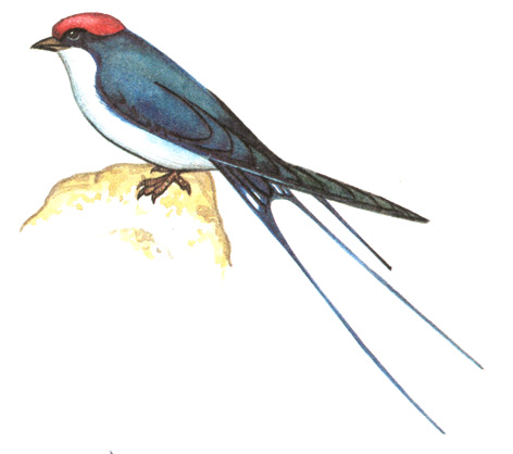 285.   - Hirundo smithii