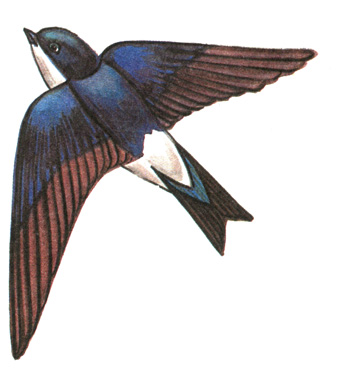 287.   - Delichon urbica