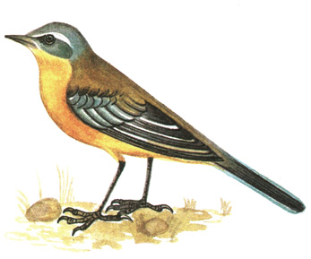 288.   - Motacilla flafa