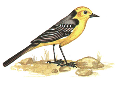 289.   - Motacilla citreola