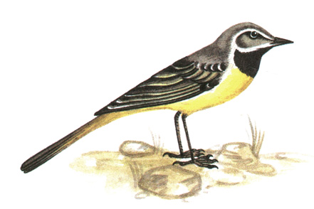 290.   - Motacilla cinerea