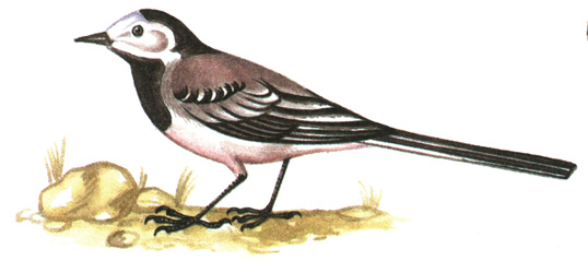 291.   - Motacilla alba