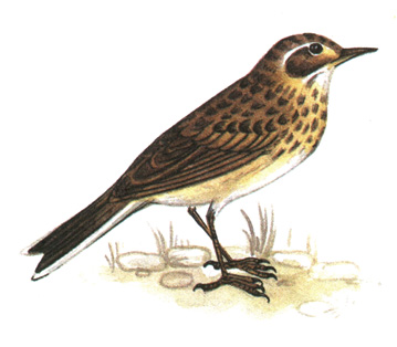 292.   - Anthus richardi