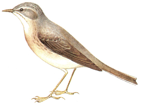 293.   - Anthus campestris