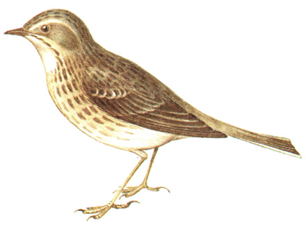 294.   - Anthus trivialis