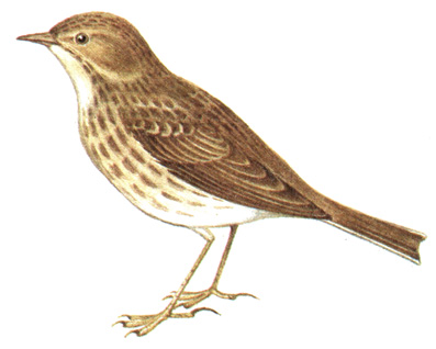 295.   - Anthus pratensis