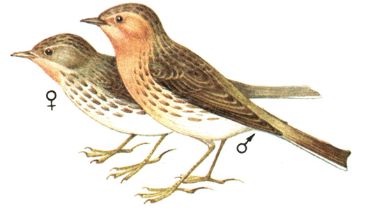 297.   - Anthus cervina