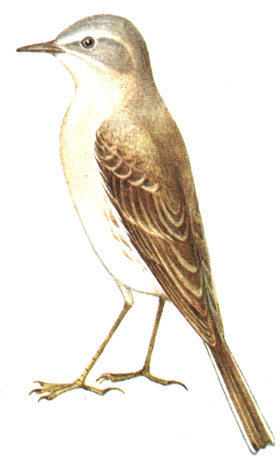 298.   - Anthus spinoletta