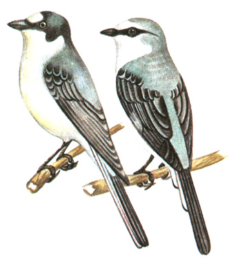 299.   - Pericrocotus divaricatus