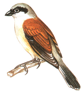 301.  - Lanius collurio